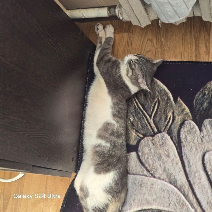 Отдам кота в хорошие руки