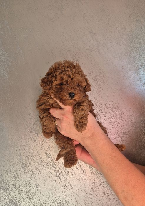 Poodle toy  той пудел