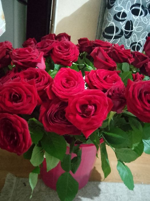 97 шт розы всего за 10000 тг