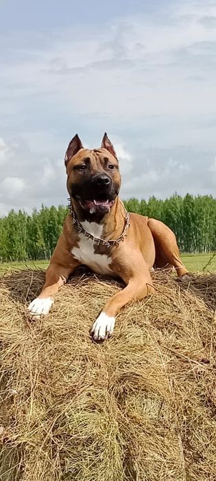 Здравствуйте четкий пацан ищет подругу