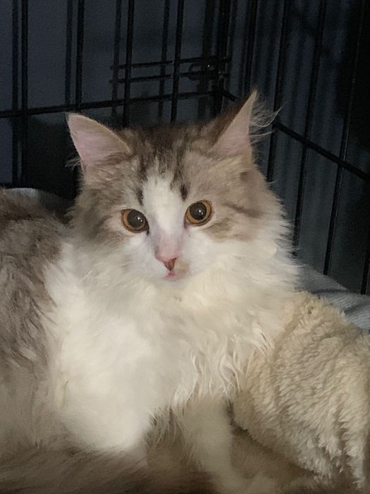 Маркиз ищет Дом.