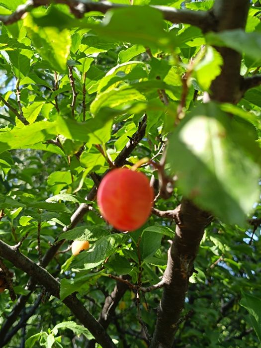 Дача на берегу Ишима