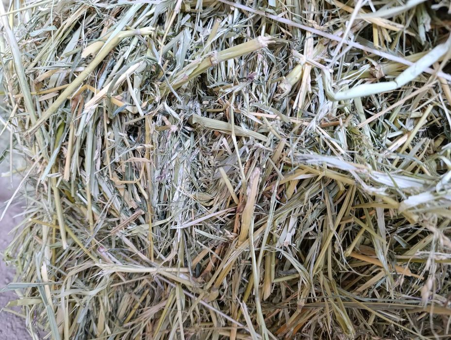 Шөп сатамын.  .   .