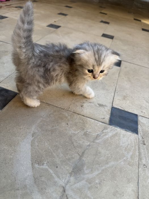 породистые котенки