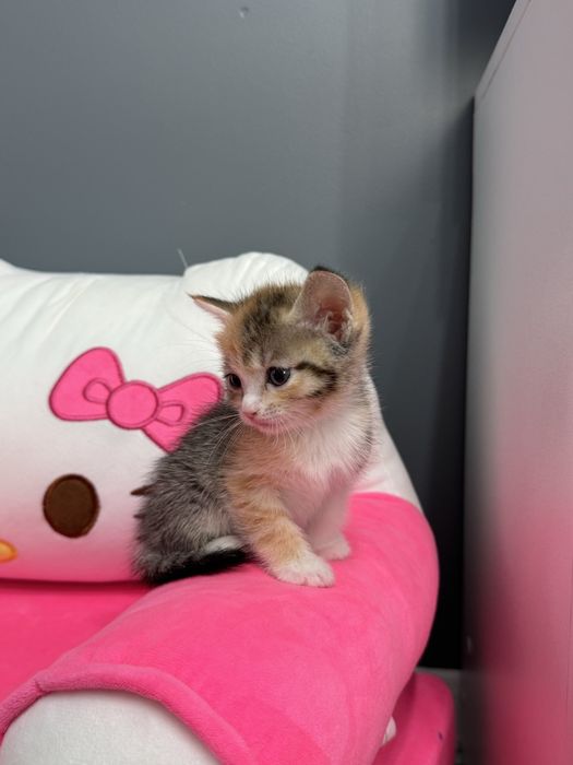 Отдам котят бесплатно