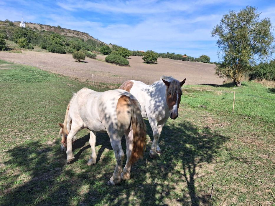 Mânză în două culori gestantă
