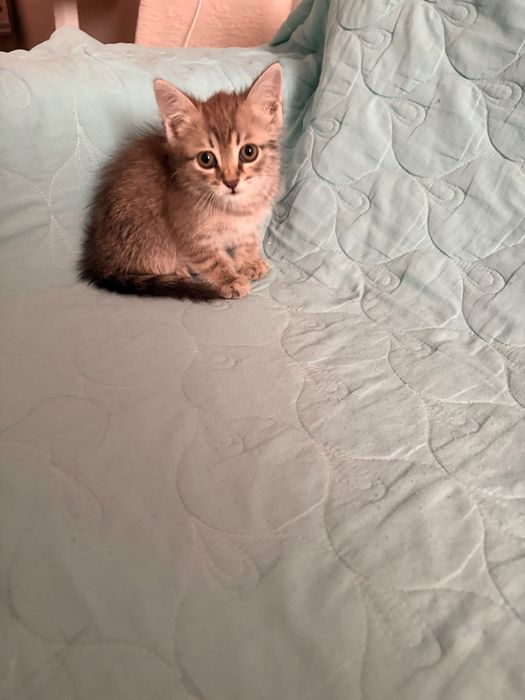 Котенок 2,5 месяца