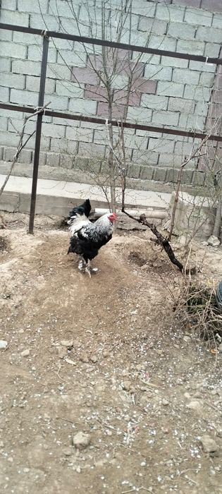 Петухи-5000 тенге