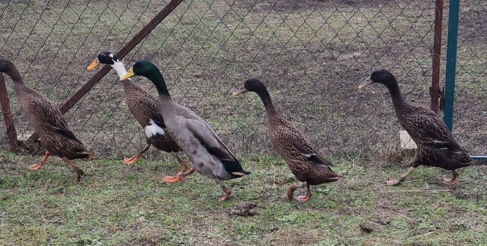 Ouă de rață alergătoare indiene pentru incubat