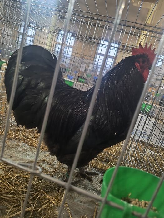 Oua incubat australorp negru