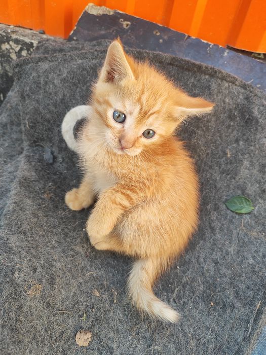 Отдам котят в хорошие руки