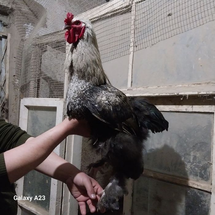 Брама хуроз домашний