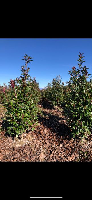 Diferite specii de plante laghiveci sau direct din pamant