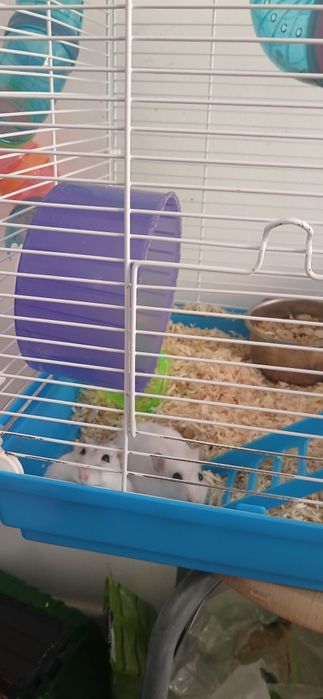Hamsteri cu tot cu cusca