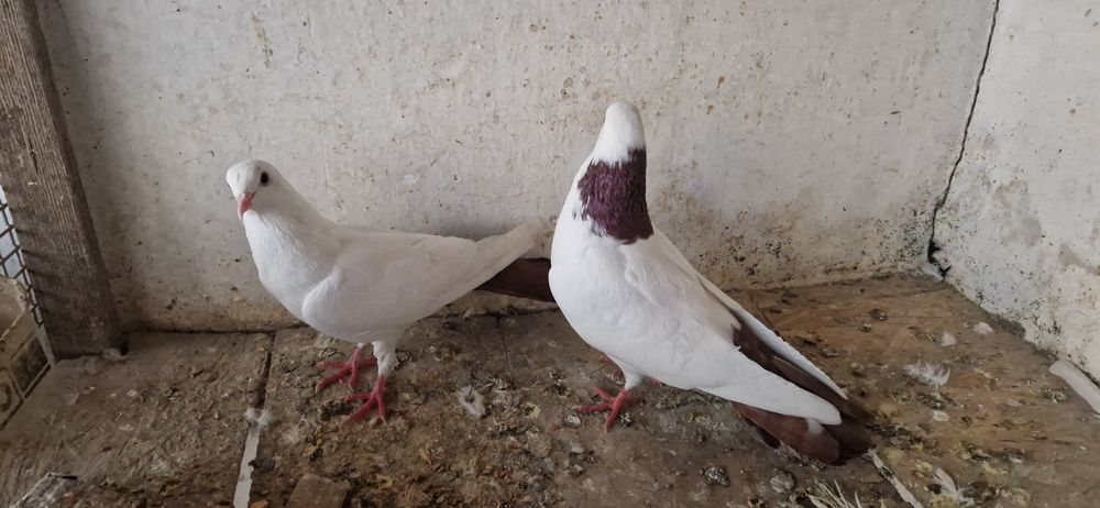 Красно шеики красно хвост