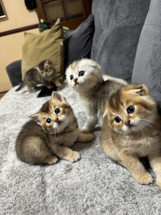 Продаются котята шиншиллы