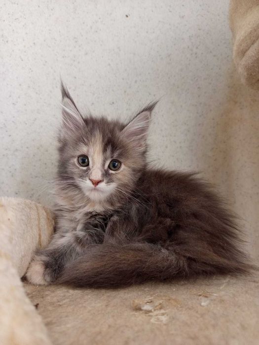 Pisica Maine Coon provenienta felisa autorizata