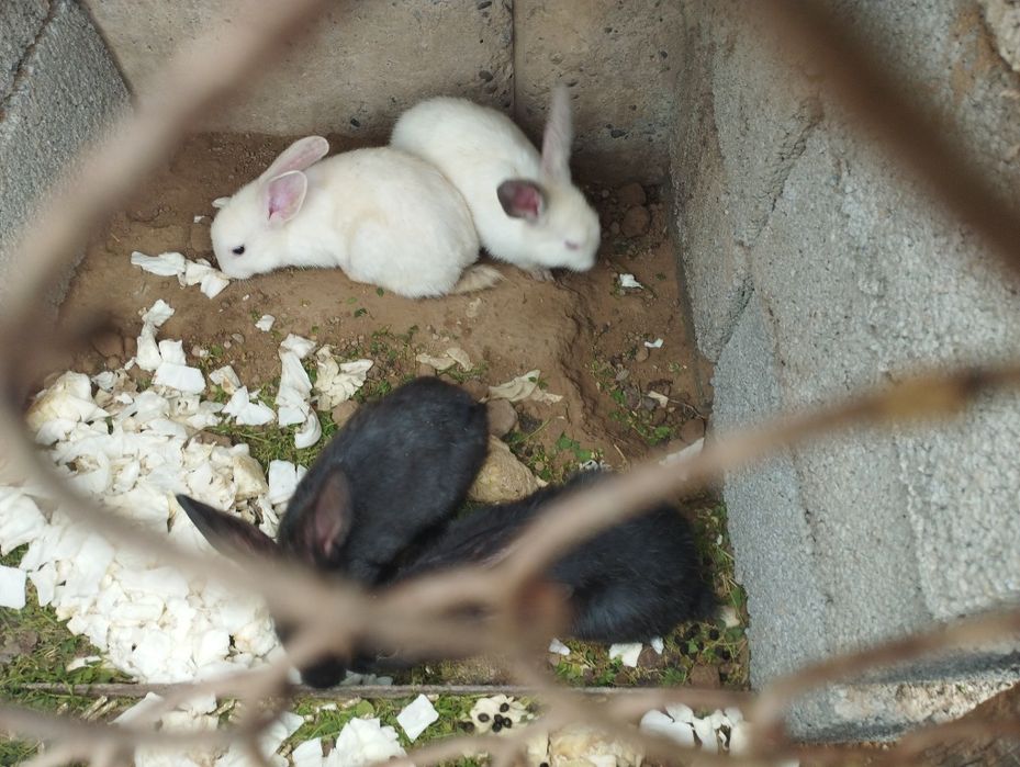 1kg 70 min soʻyippamberamiz Toza zotli kici kota 4kg gacha quyonlar so