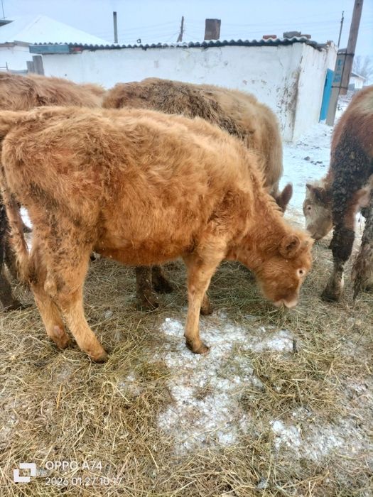 Продам 2телки 2 бычка
