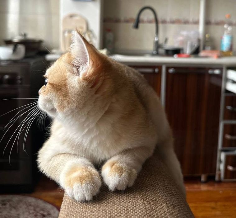 Mushuk . Zalatisti Britanski shinshilla. nu 12