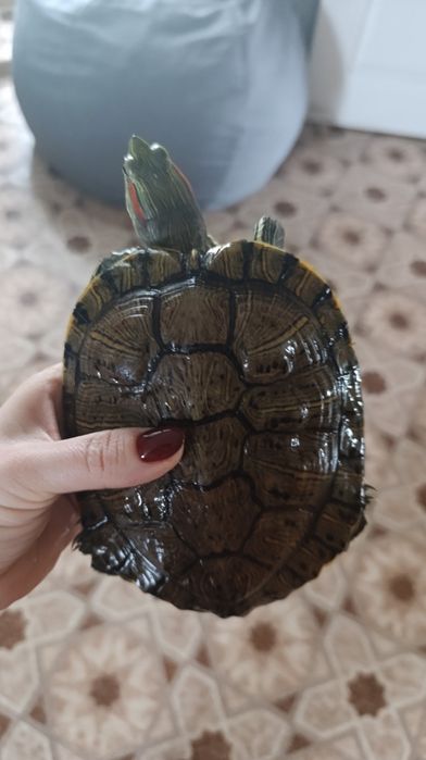 Продам черепаху с оборудованием