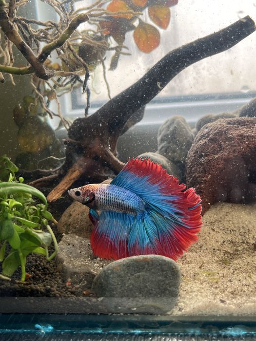 Рыбка петушок (рыбки,рыбок)