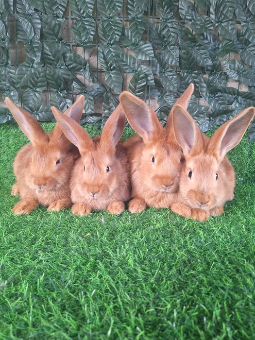 Кролики  Бургундский