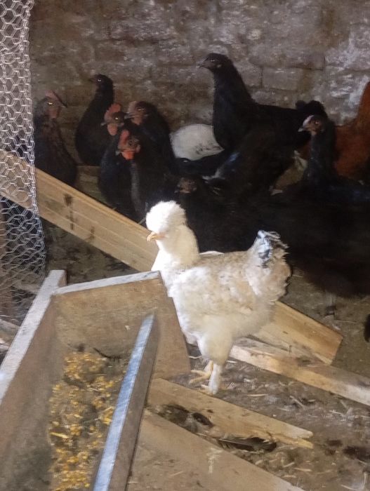 Vând 4puicute și un cocos la alegere moțat sau negru