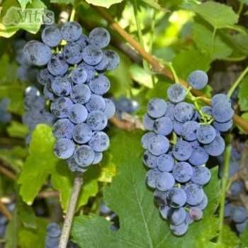 Продам виноград , винный сорт  " Изабелла"