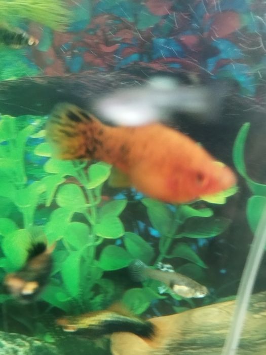 Меченосецы тигровые