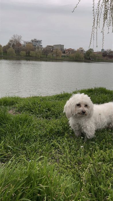 Donez Bichon maltez 3-4 ani