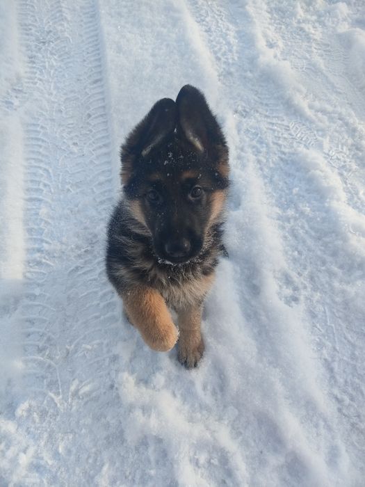 Продам щенка немецкой овчарки