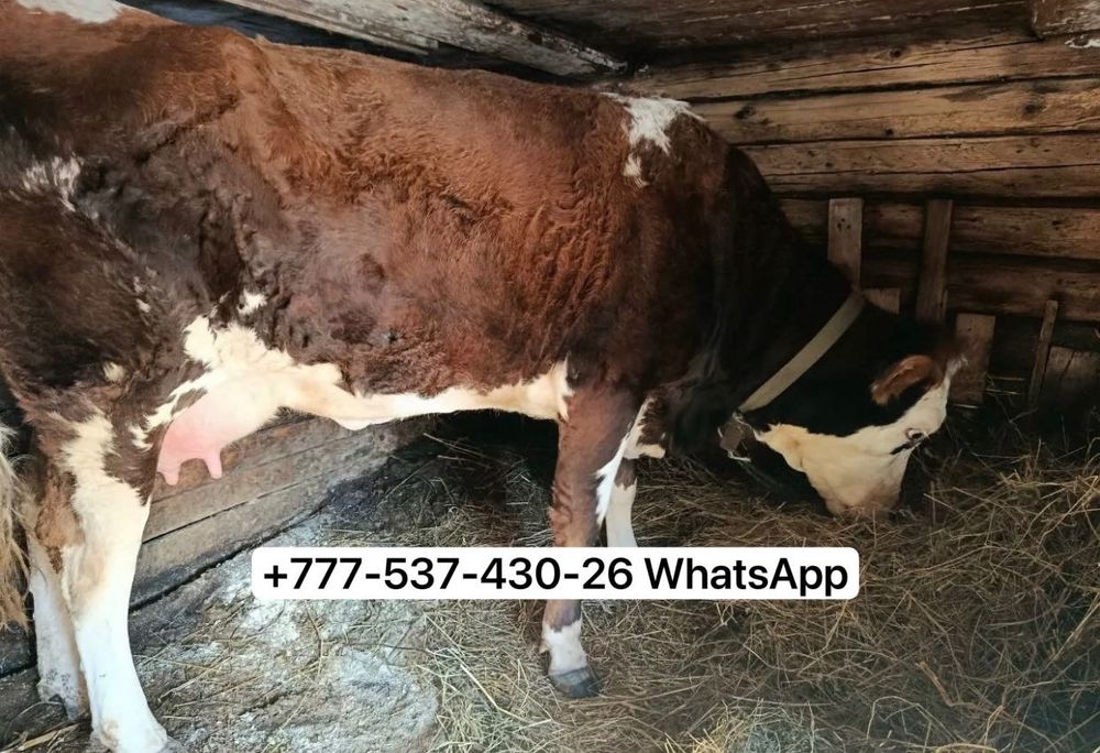 Продам корову с теленком