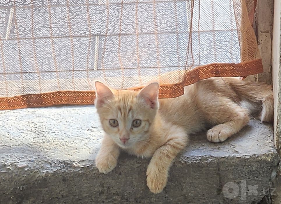 Милый ,красивый котенок