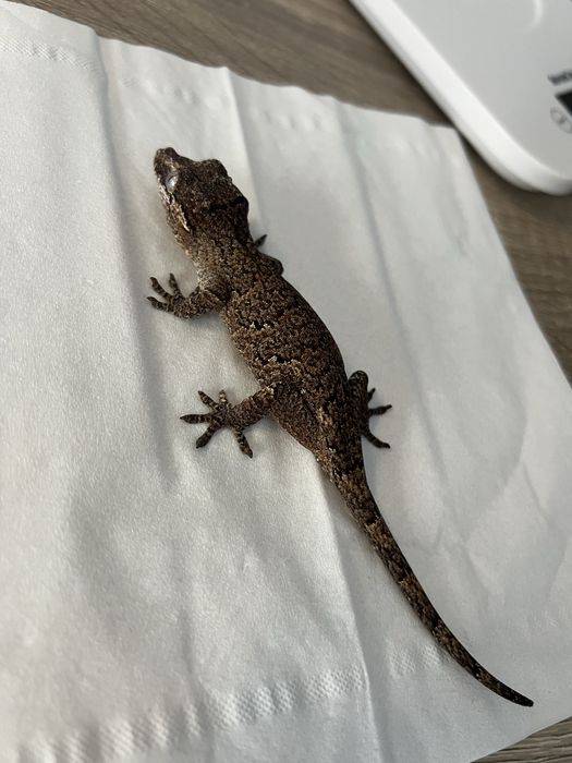 Soparla Chahoua gecko mainland si gargoyle gecko