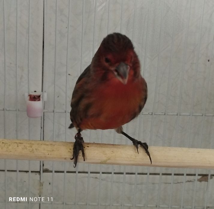 Канарейкала сотилади. Красный шмель . Авлай нар.