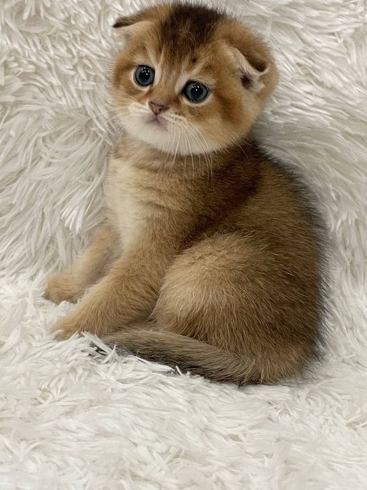 Продаются котята шиншиллы