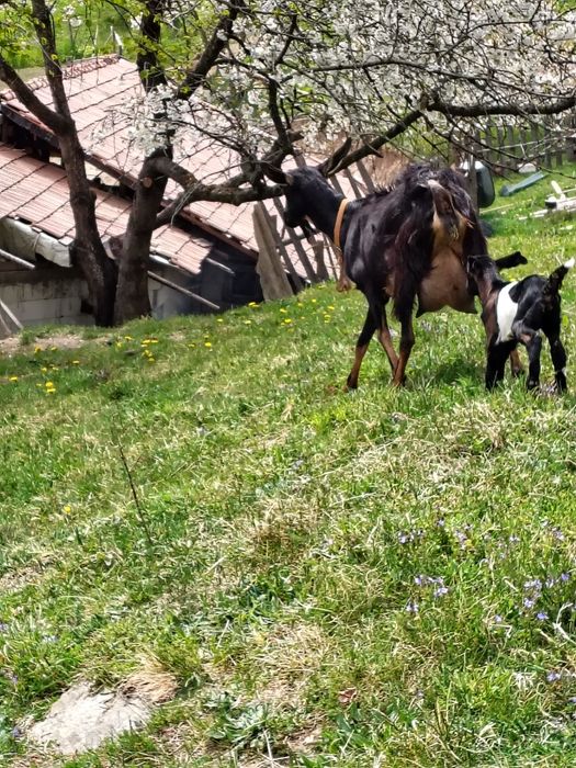Țap de vânzare de rasă