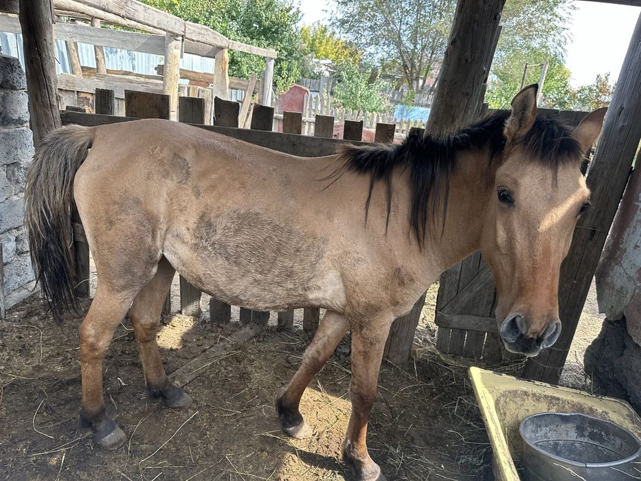 Дөнежін байтал сатылады