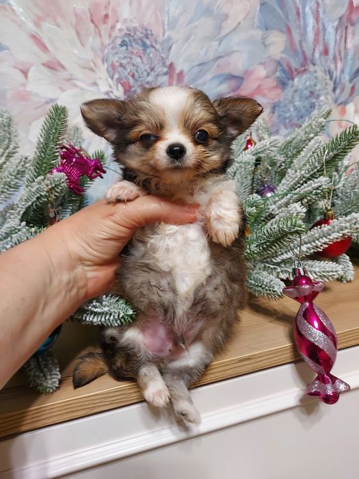 Продаю щенка чихуахуа