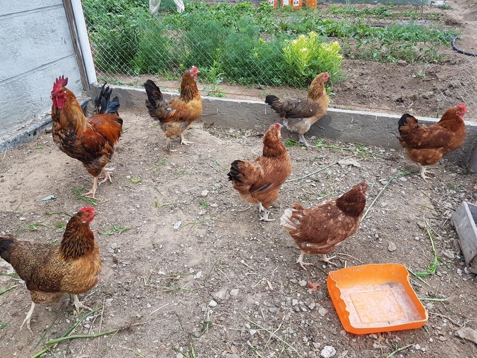 Продам домашних кур