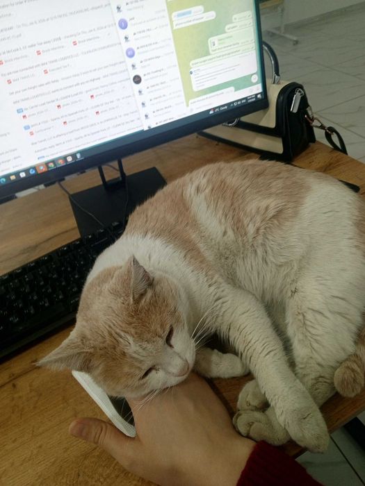 mehrobon mushuk tekinga  добрый кот бесплатно