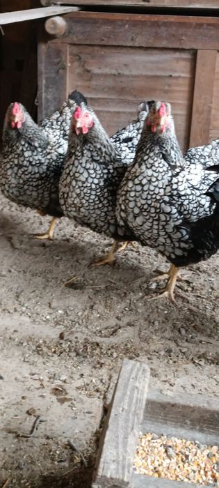 Яйцо Инкубационные породы Виандот Серебро мясо яичный