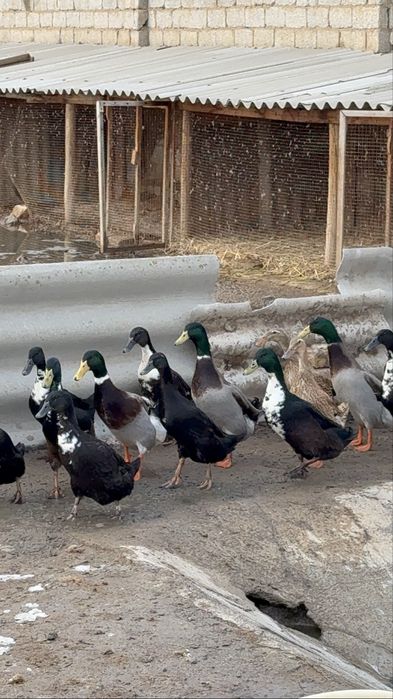 Бегунок урдак утки oʻrdak ўрдак сотилади