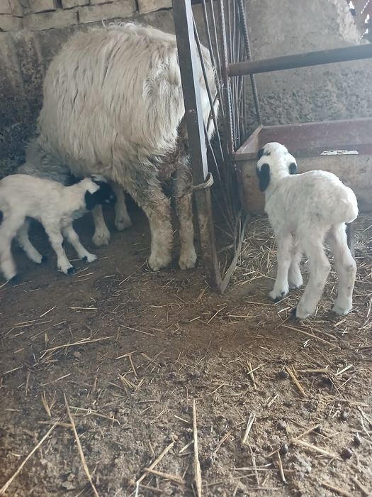 Egiz qoʻylar sotiladi