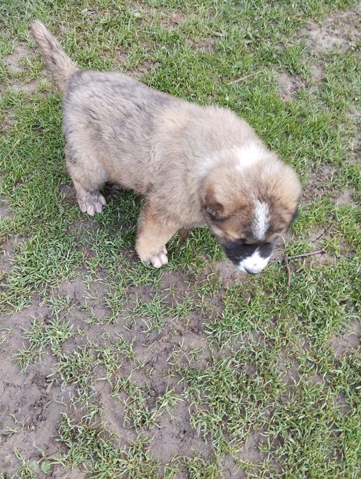 Щенок один с половиной месяца