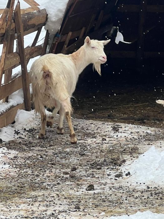 Capra de lapge+ieduț