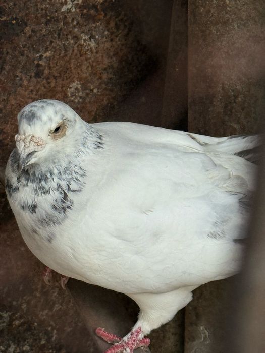 Porumbel voiajor porumbita alb ochi alb gabarit mare nari mari