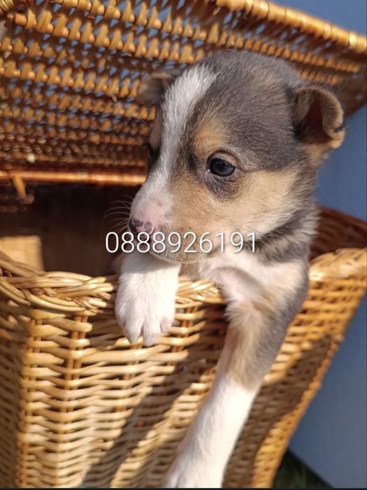 Малки кученца търсят дом