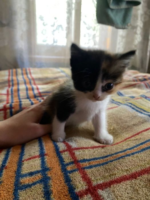 Отдам котят в добрые и хорошие руки